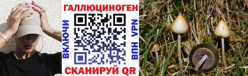 Псилоцибиновые грибы Psilocybe  mega как зайти  Биробиджан  наркота 